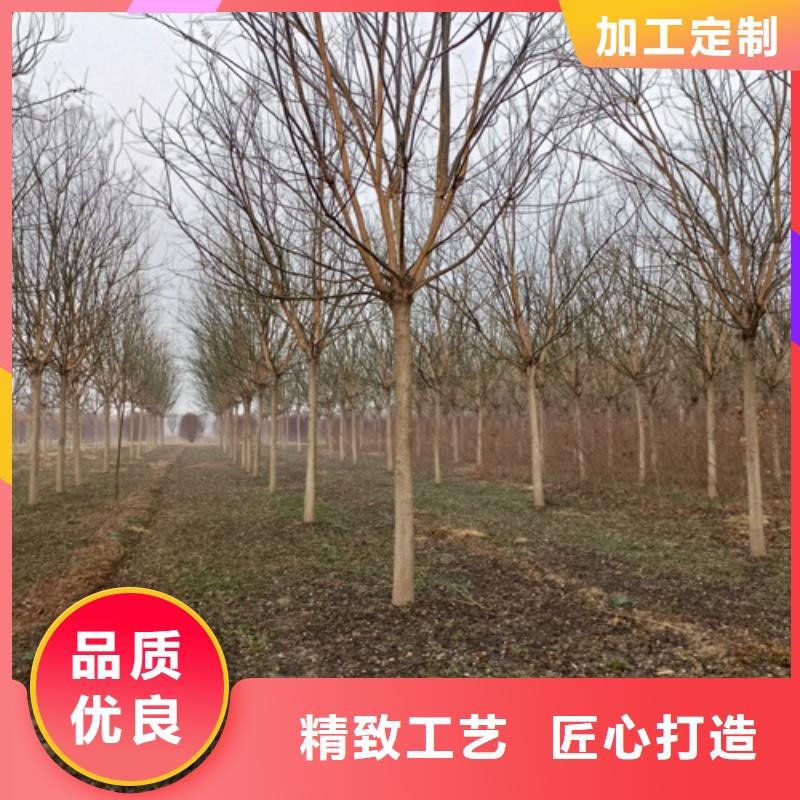 法桐小苗基地綠化喬木