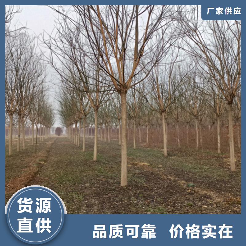 法桐小苗發貨及時