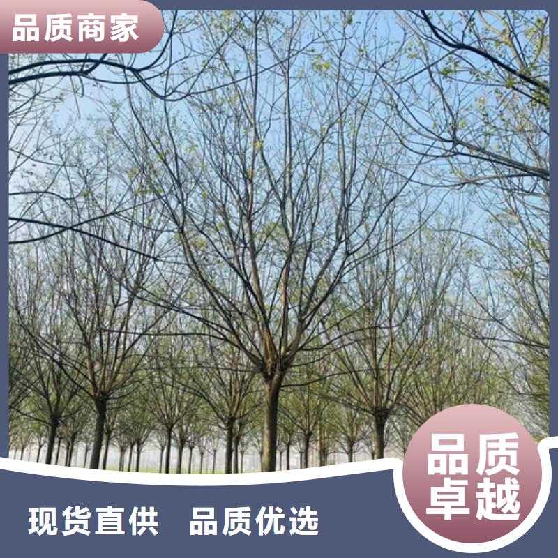 速生法桐貨源充足綠化苗木