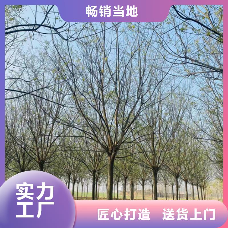 批發(fā)法桐行情_(kāi)精選廠家
