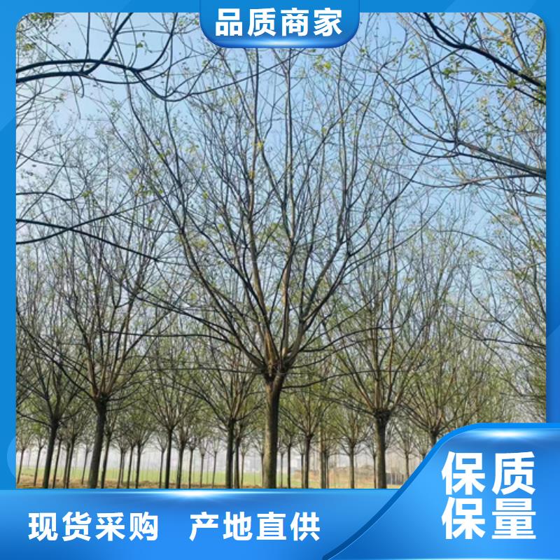 速生法桐種植基地綠化喬木