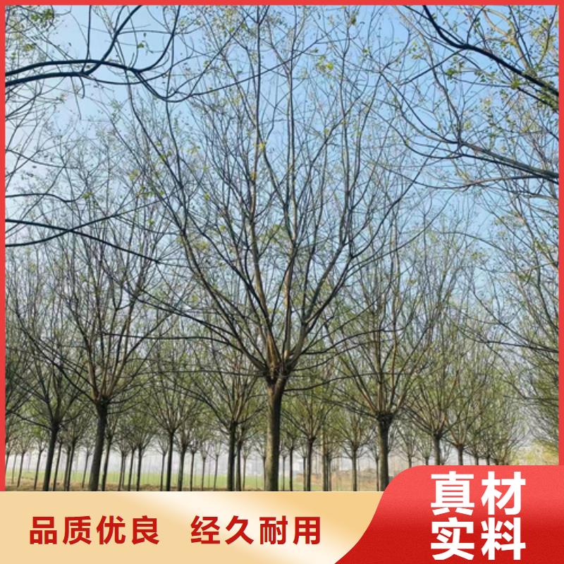 速生法桐生產定做