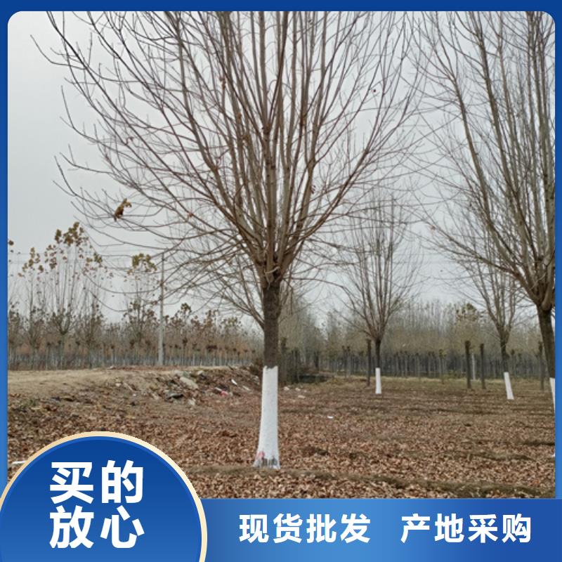 生產法桐小苗的經銷商