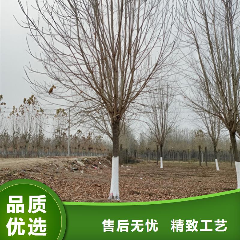 【法桐】,黃金槐專(zhuān)業(yè)供貨品質(zhì)管控