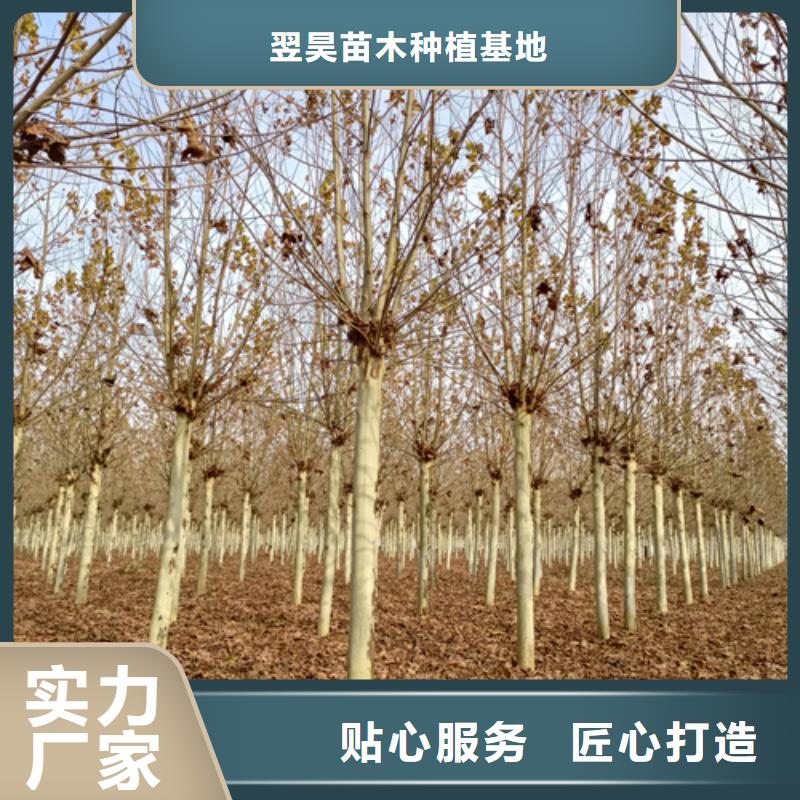 法桐國槐N年大品牌