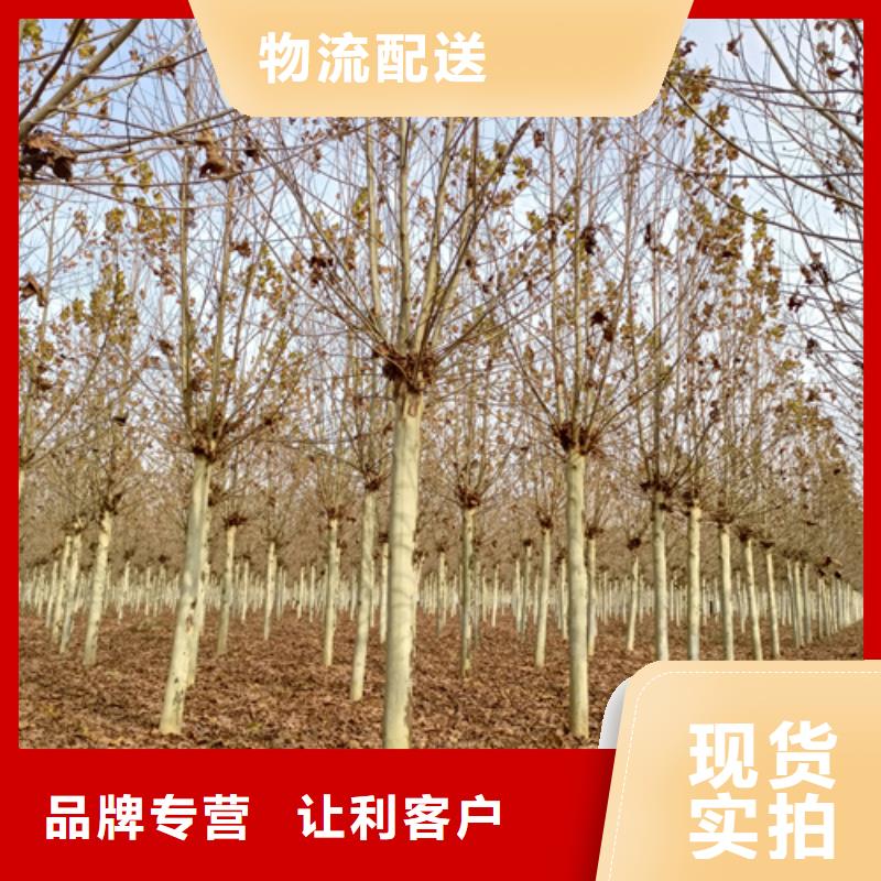 造型法桐單價