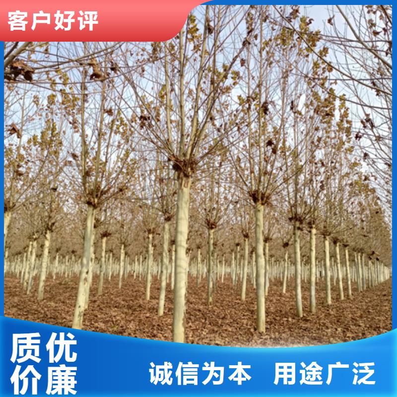 找速生法桐實體大廠