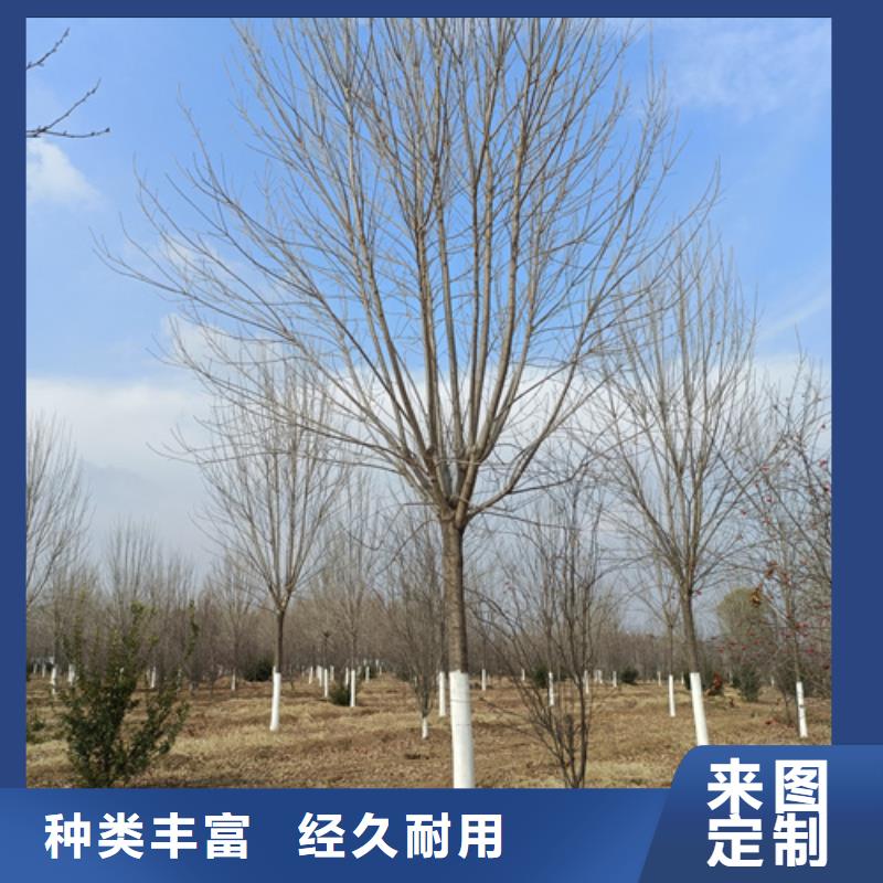速生法桐規格尺寸