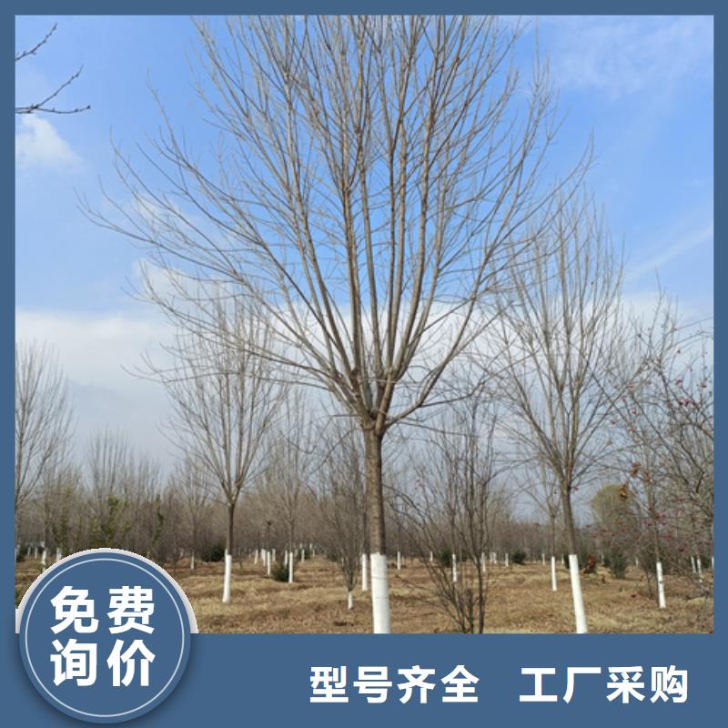 法桐行情廠家直銷-歡迎新老客戶來電咨詢