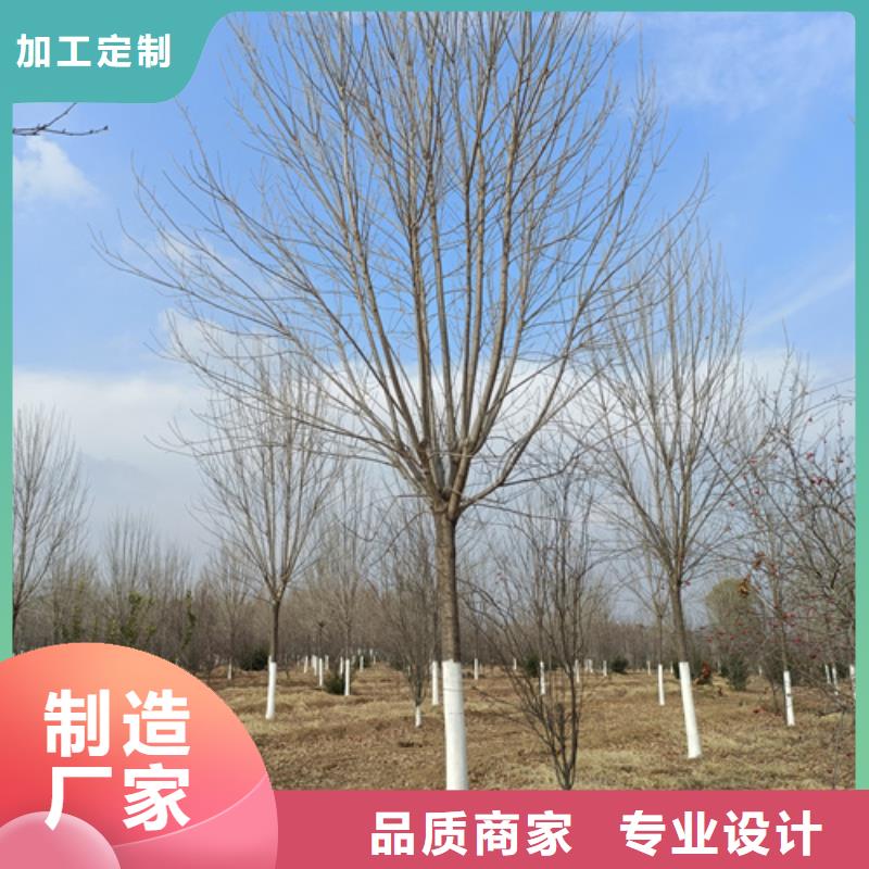 造型法桐下單即發貨
