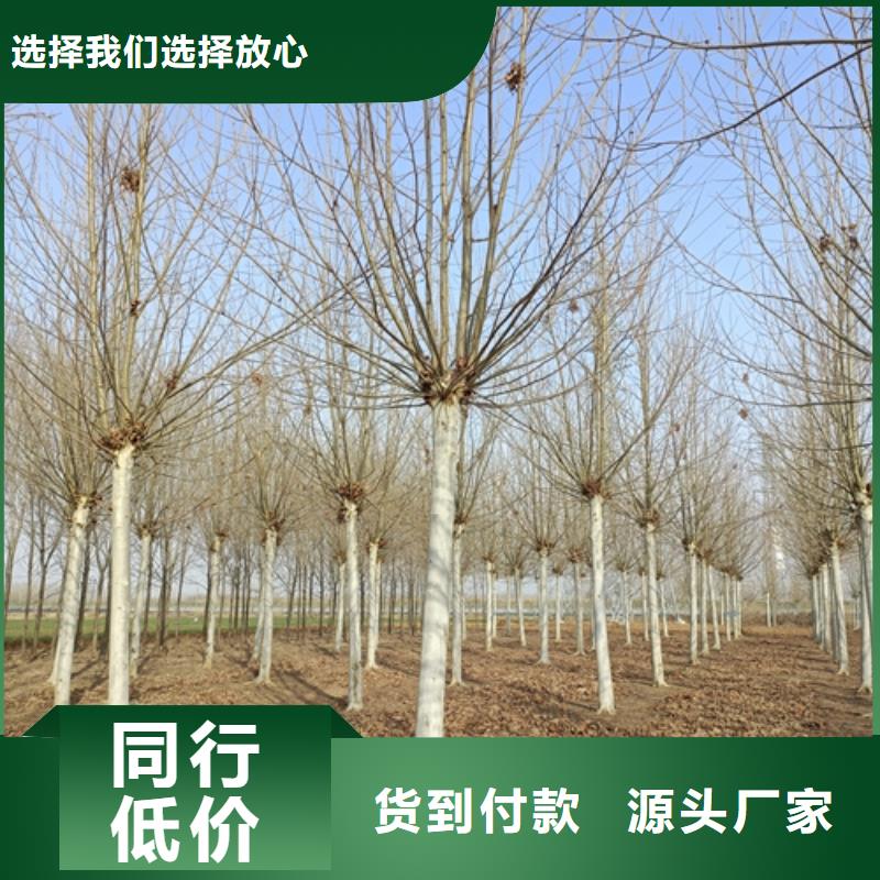廠家直銷造型法桐廠家
