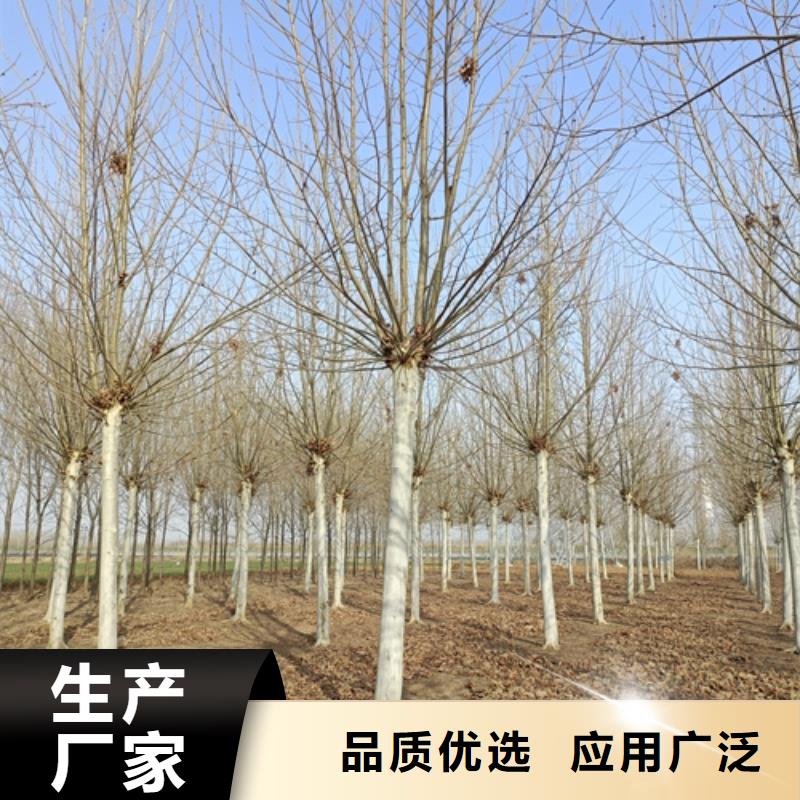 【法桐】北京欒大品牌值得信賴