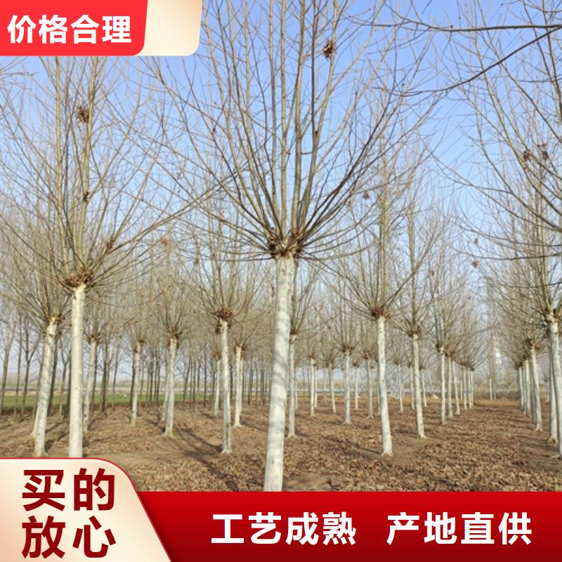 生產銷售#法桐#的廠家