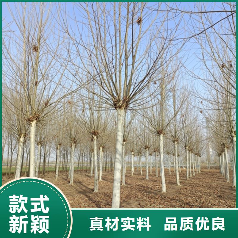 速生法桐費用