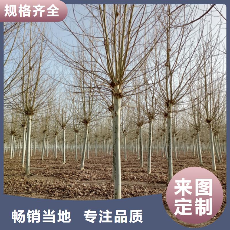 速生法桐歡迎訂購(gòu)綠化苗木