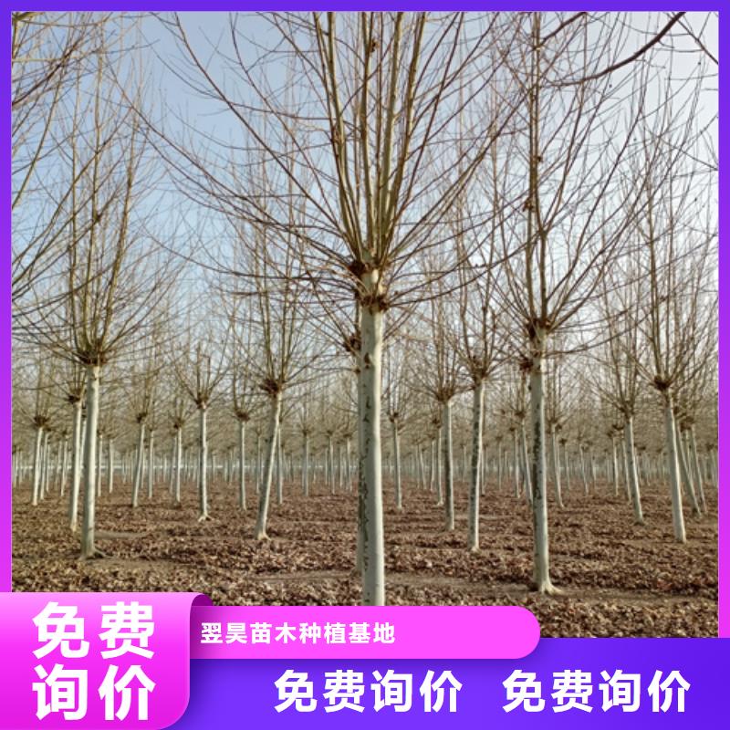 速生法桐質高價優