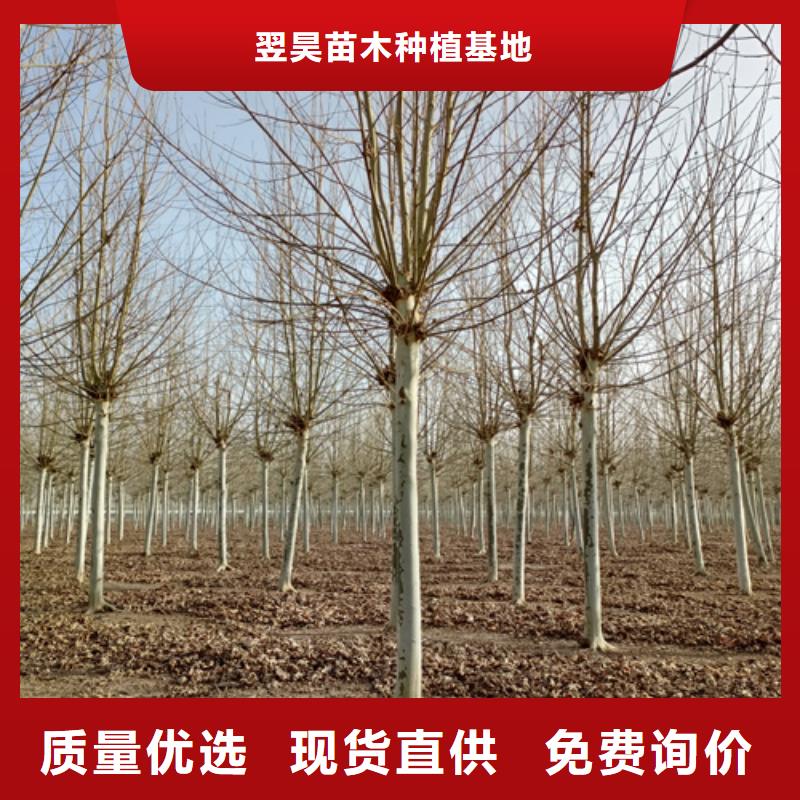 批發法桐行情_誠信企業