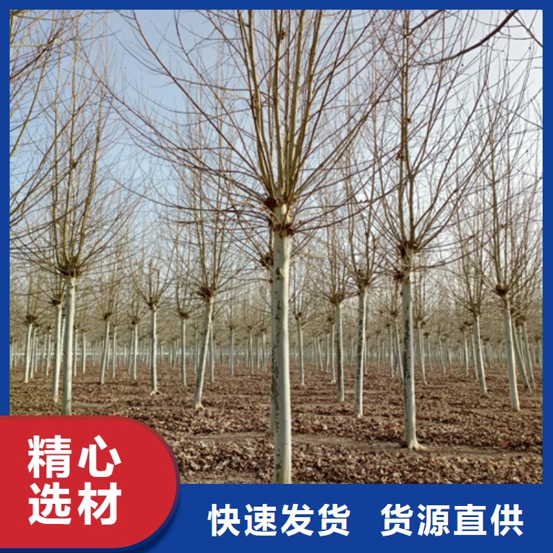【法桐美國紅楓多種款式可隨心選擇】