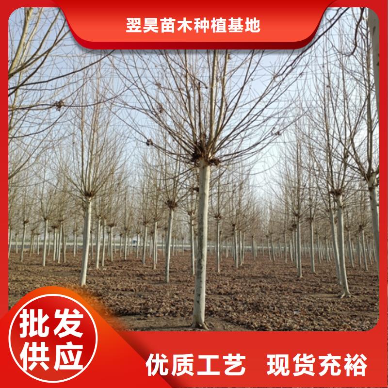 法桐質量放心綠化苗木