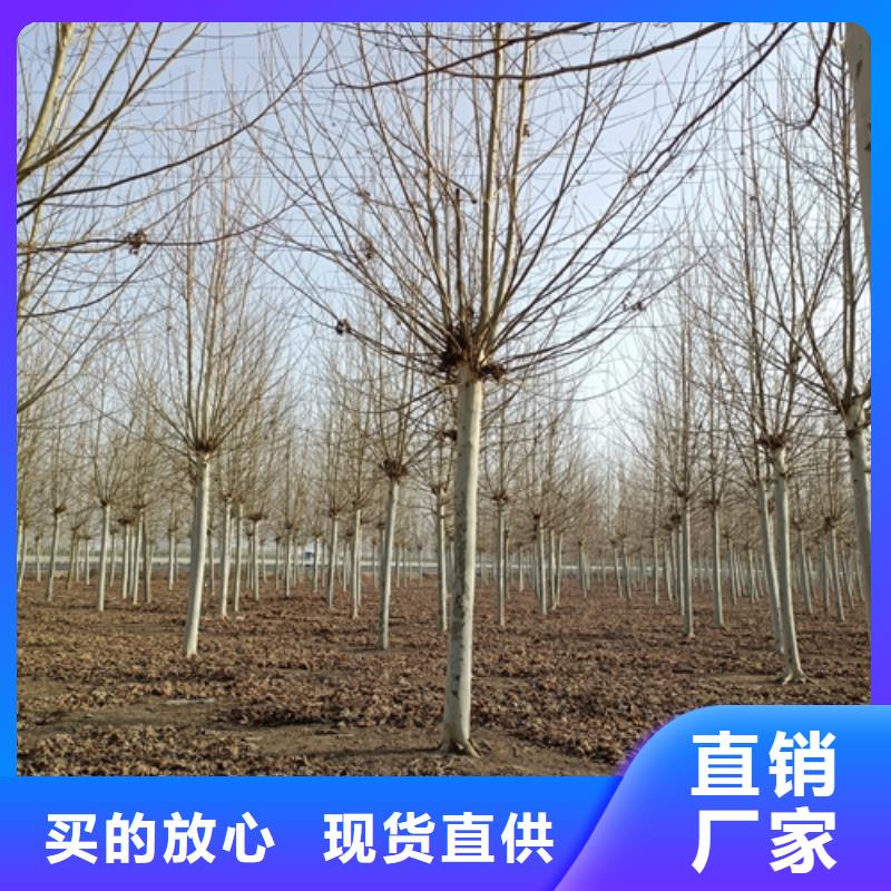 【法桐】,黃金槐專業(yè)供貨品質(zhì)管控