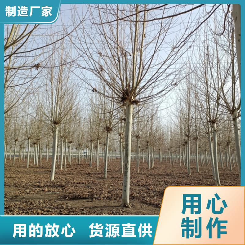 現貨供應速生法桐_品牌廠家