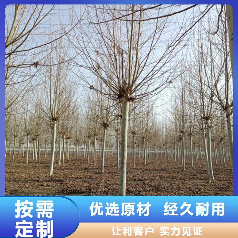 五角枫视频-福建省龙岩市|长汀|永定|厦门|漳州|莆田|福州|三明|宁德五角枫-翌昊