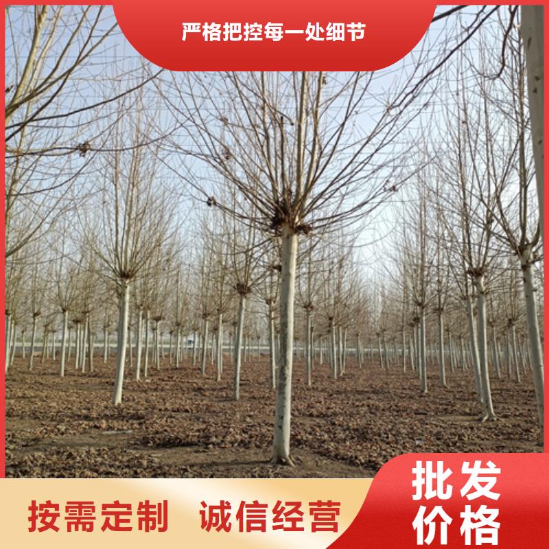 法桐小苗放心選擇綠化苗木