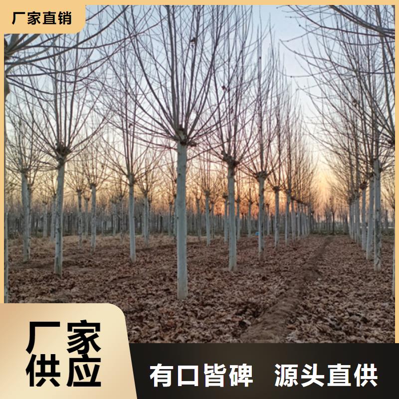造型法桐-廠家直供