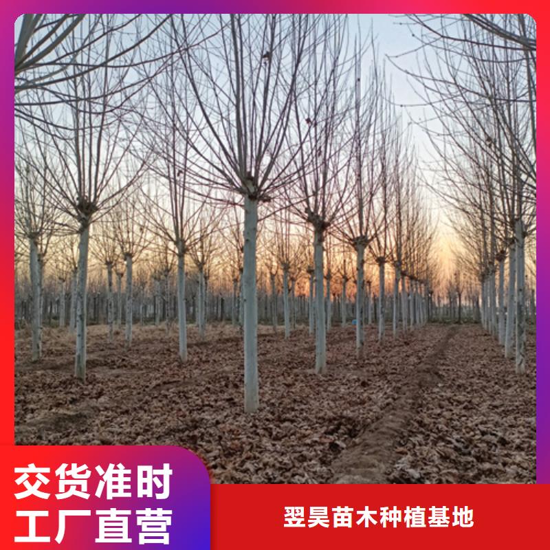 優(yōu)質(zhì)速生法桐庫存充足