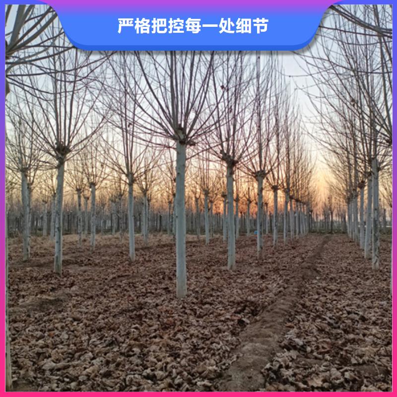 賣速生法桐的公司