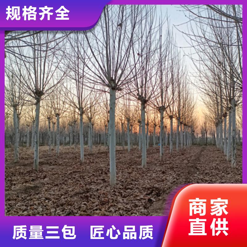 速生法桐合作廠家