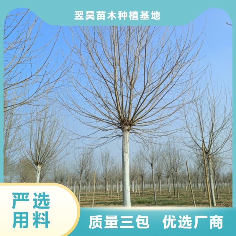 法桐承諾守信綠化苗木