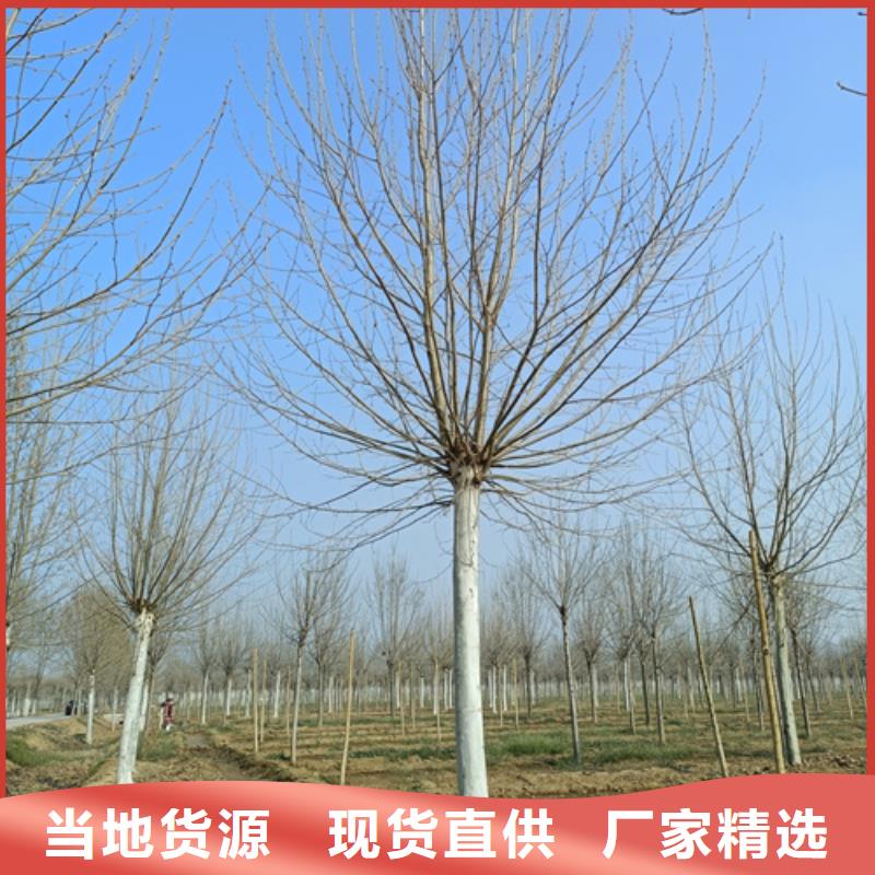 法桐_國槐優良工藝