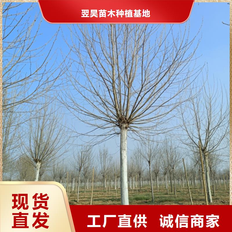 法桐行情放心選擇綠化喬木