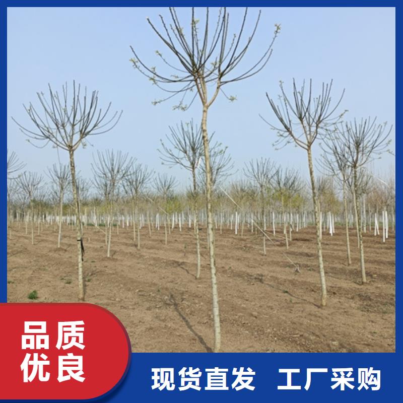 法桐定制