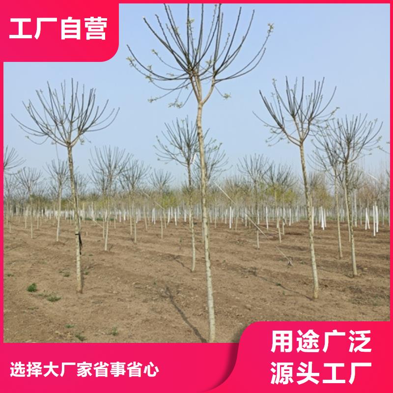 2025質優價廉#法桐制造商#來圖定制