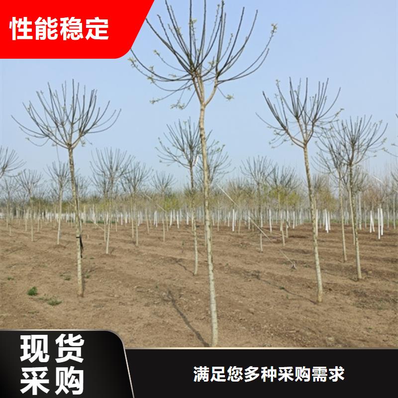 法桐量大優先發貨