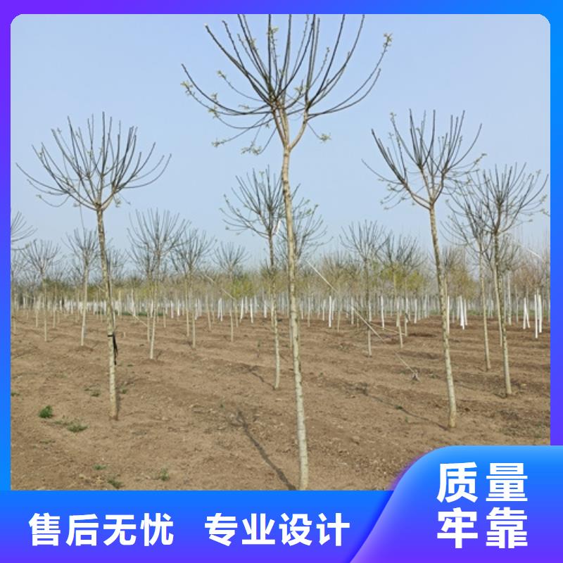 規格齊全的法桐基地
