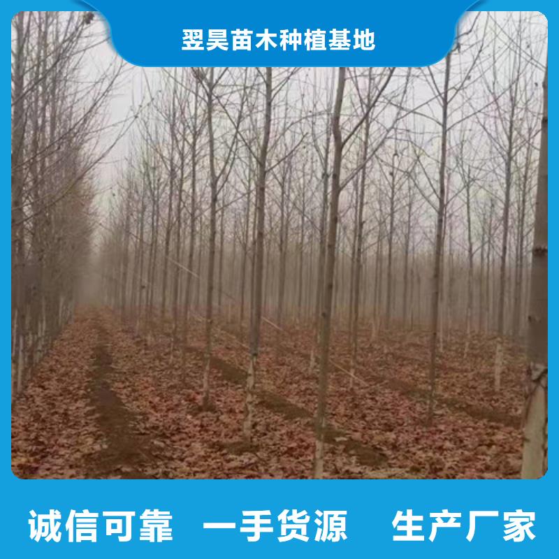 法桐價格誠信企業綠化苗木