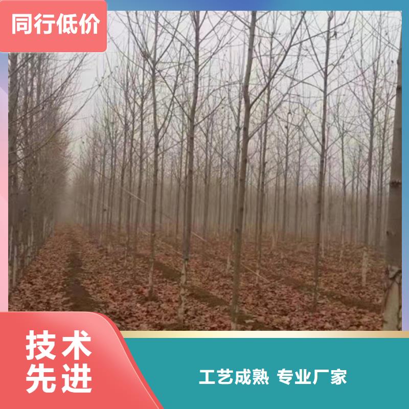 造型法桐-廠家直供
