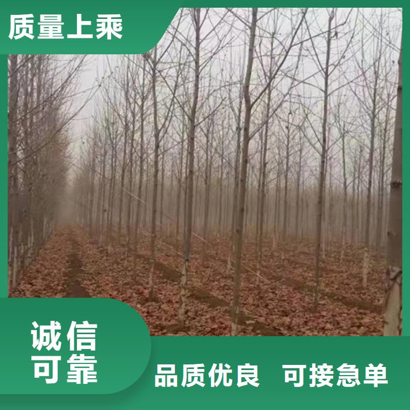 造型法桐按需定制