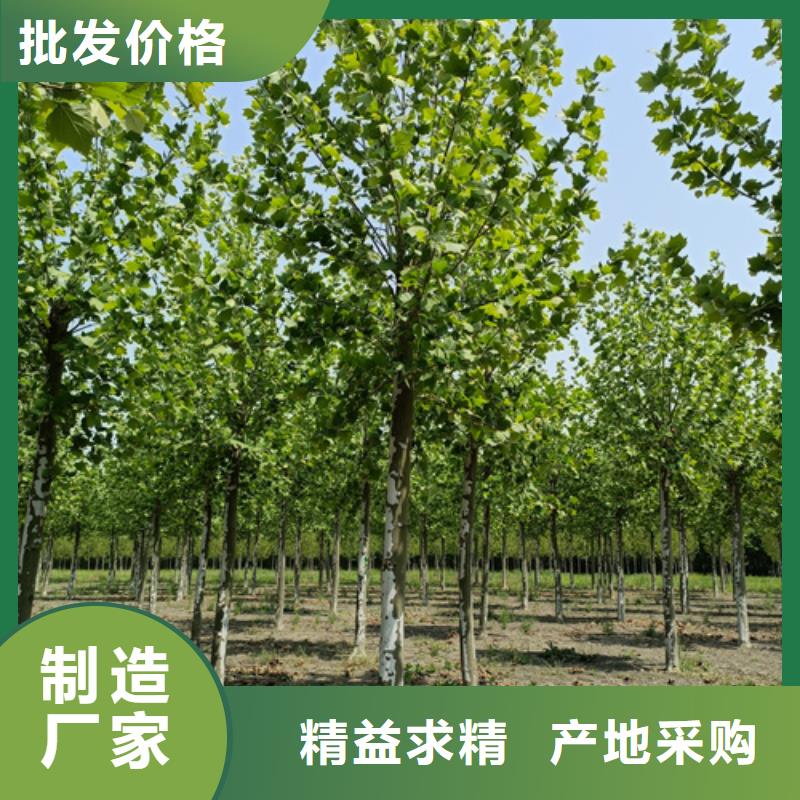 法桐定制