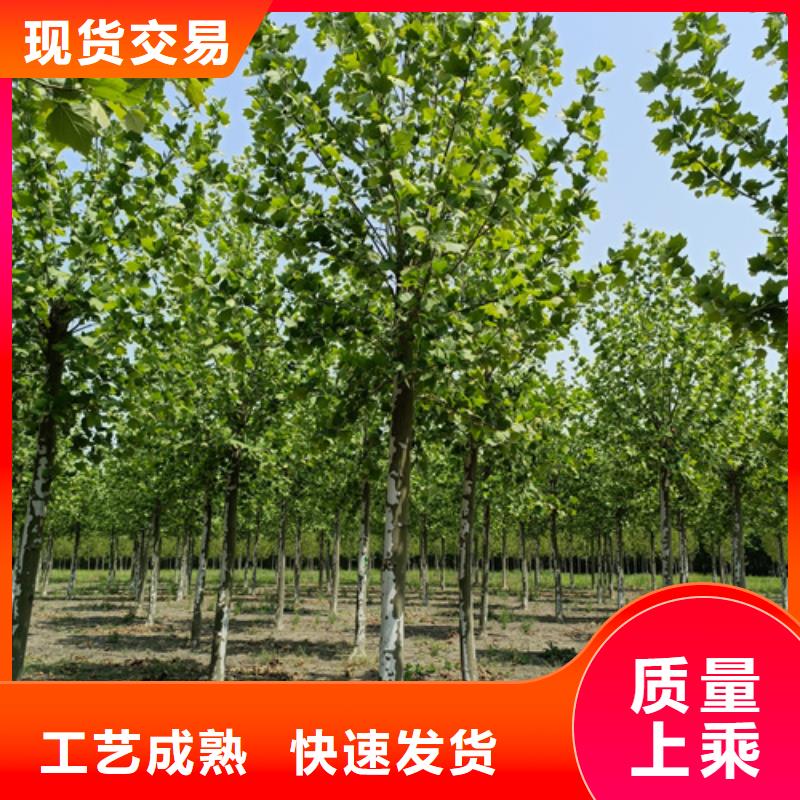 法桐量大從優(yōu)綠化苗木