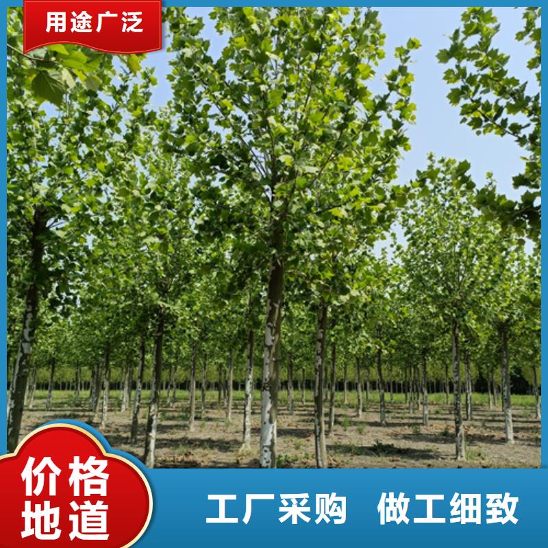 法桐現貨齊全苗木基地