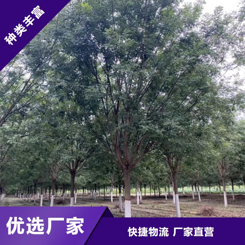 規格齊全的法桐基地