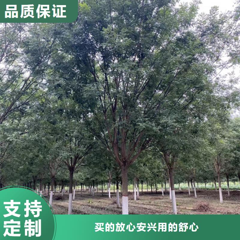 造型法桐暢銷全國綠化喬木