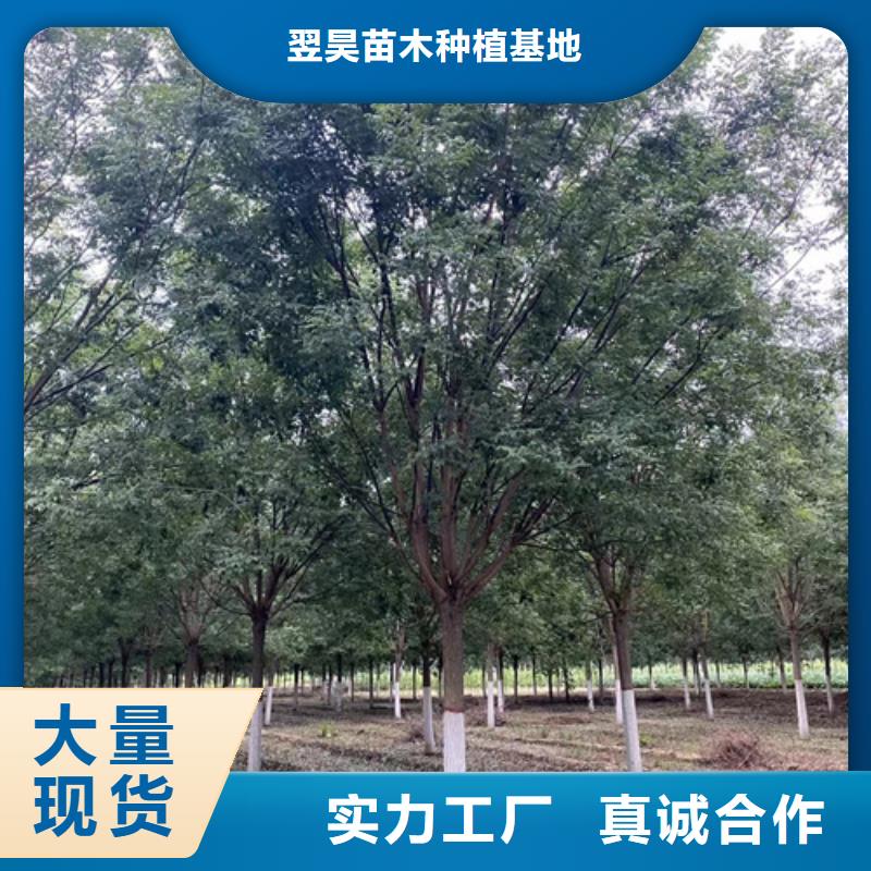法桐國(guó)槐支持定制加工