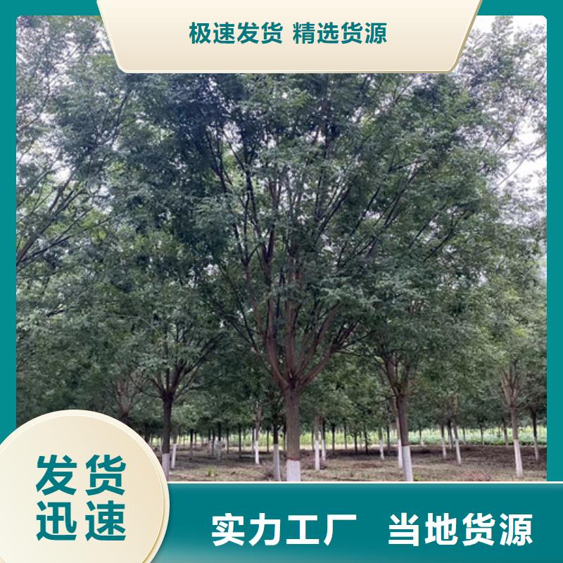 法桐白蠟細節展示