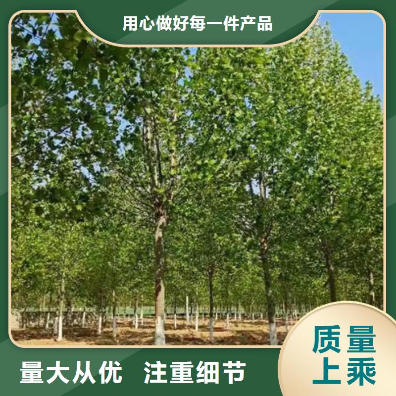 法桐_金葉槐廠家直銷值得選擇
