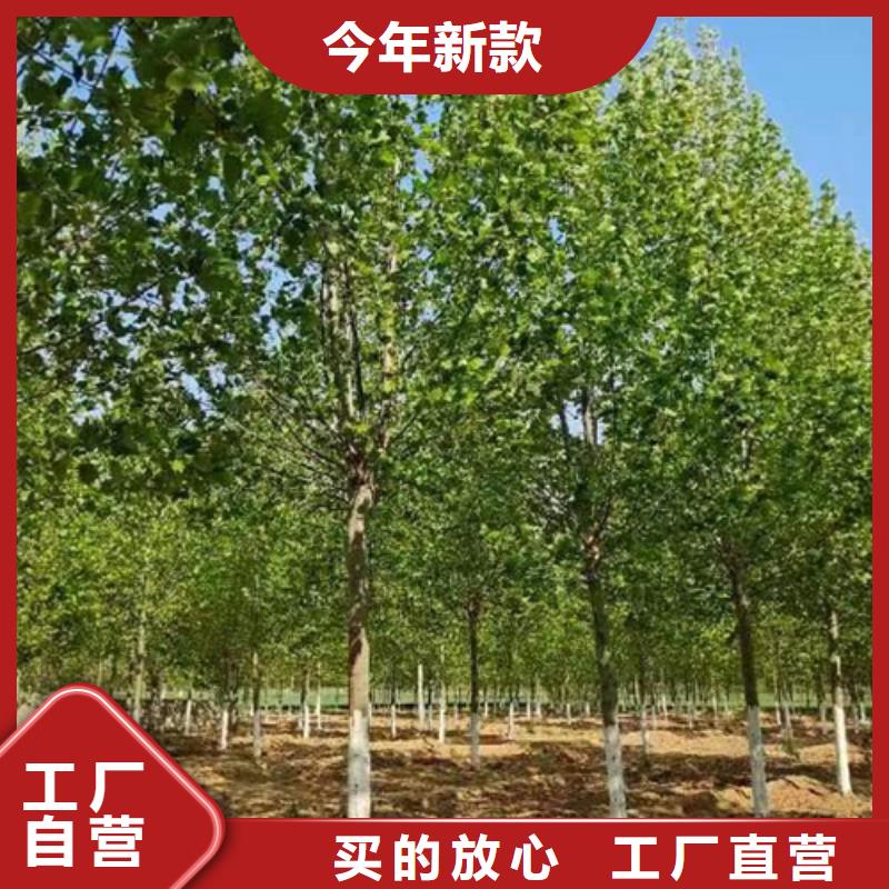 規格齊全的法桐行情銷售廠家